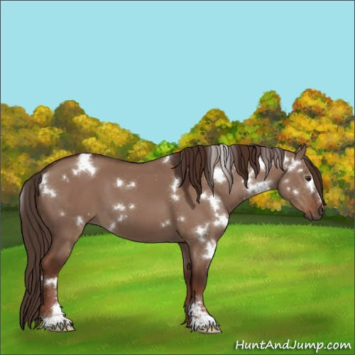 Horse Color:White Spotted Liver Red Dun Sabino 