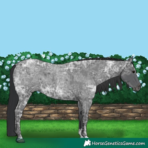 Horse Color:Blue Ice Roan  and Blue Ice Roan 