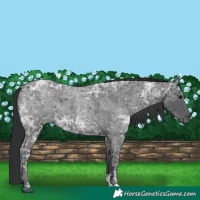 Horse Color:Blue Ice Roan  and Blue Ice Roan 
