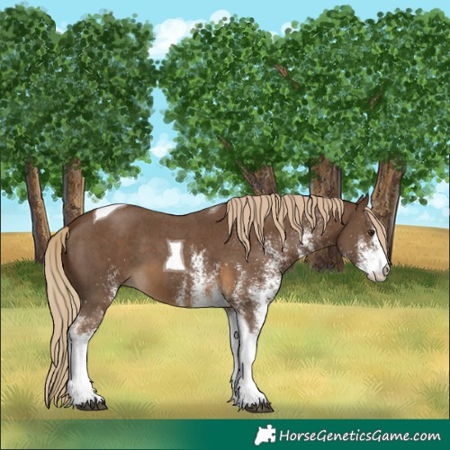 Horse Color:White Spotted Chocolate Palomino Tobiano 