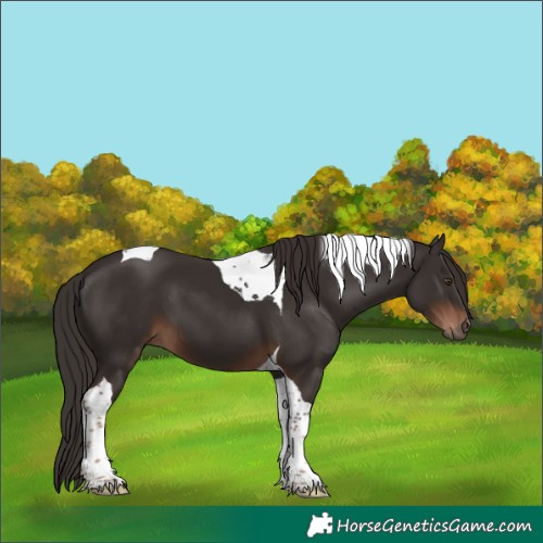 Horse Color:Liver Chestnut Tobiano 
