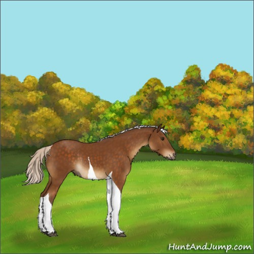 Horse Color:Silver Buckskin Tobiano Rabicano 