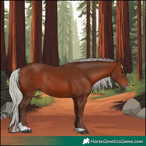 Horse Color:Silver Brown Sabino Rabicano 