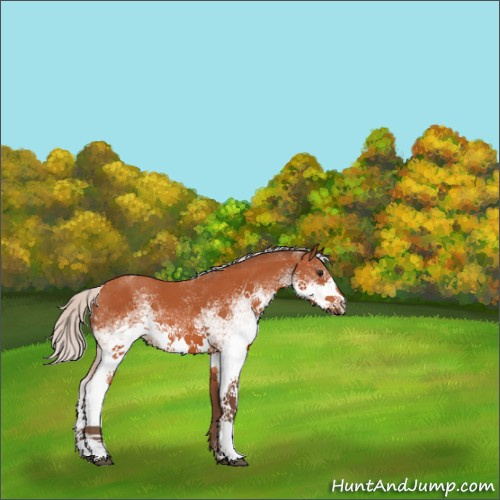 Horse Color:White Spotted Silver Brown 