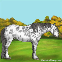 Horse Color:Blue Ice Roan Appaloosa Rabicano and Gray Blue Ice Roan Appaloosa