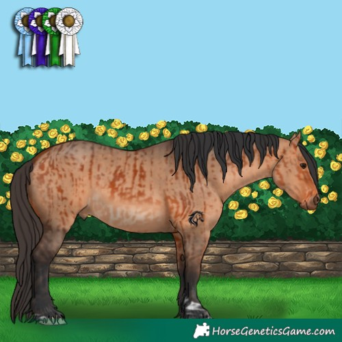 Horse Color:Bay  and Bay Dun 