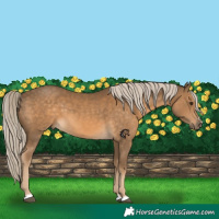 Horse Color:Chocolate Palomino 