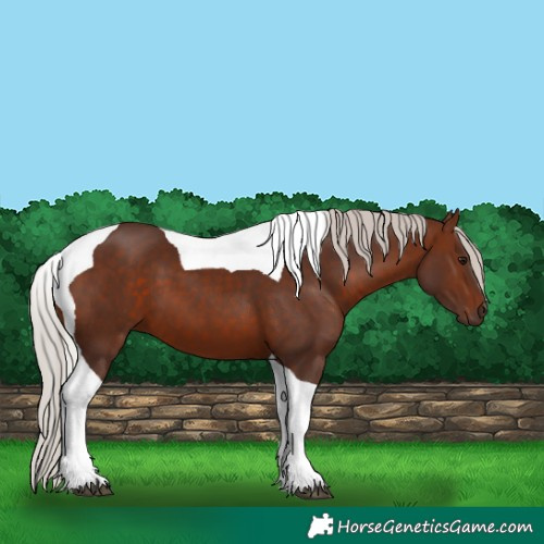 Horse Color:Silver Brown Tobiano 