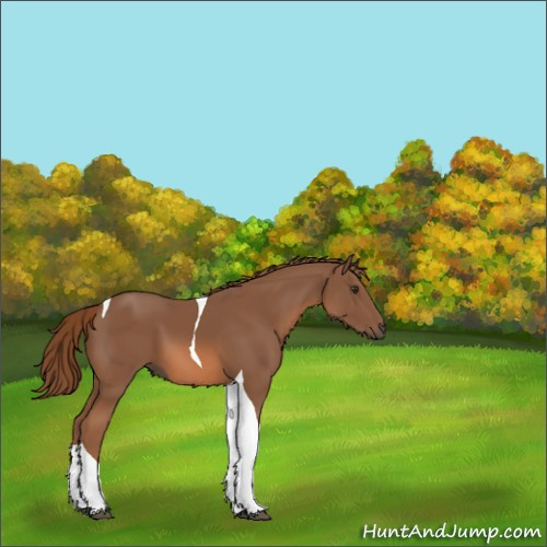 Horse Color:Chestnut Sabino Tobiano 