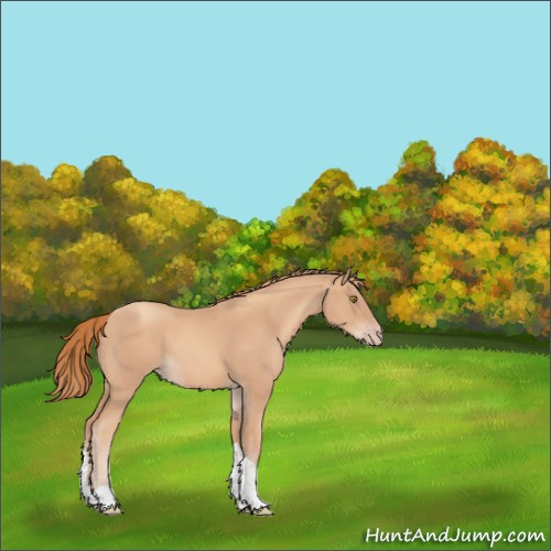 Horse Color:Gold Champagne Tobiano 