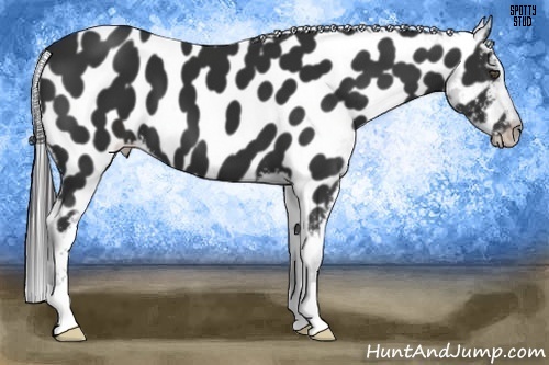 Horse Color:Liver Chestnut Appaloosa 