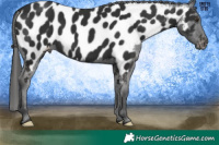 Horse Color:Liver Chestnut Appaloosa 