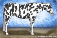 Horse Color:Liver Chestnut Appaloosa