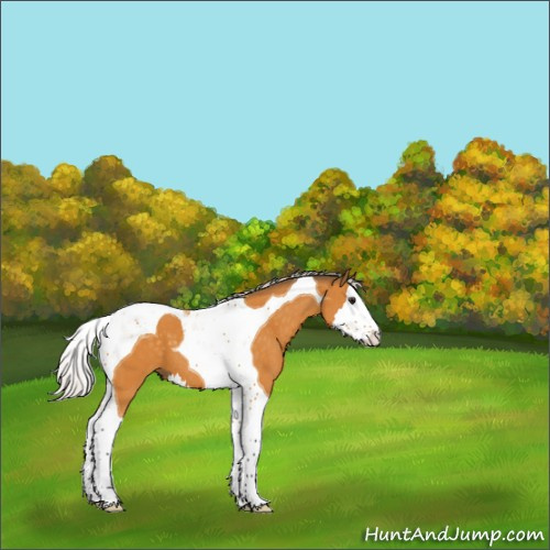 Horse Color:Silver Buckskin Splash Tobiano 