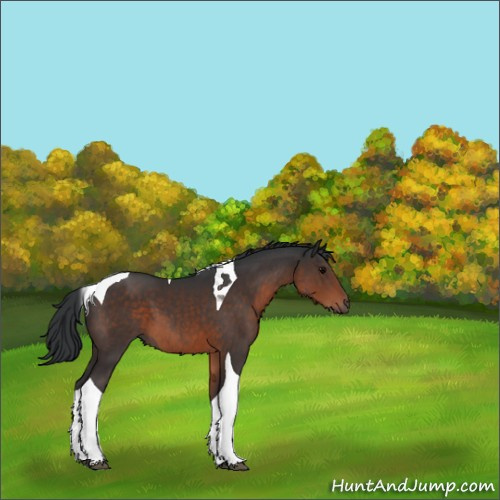 Horse Color:Brown Tobiano 