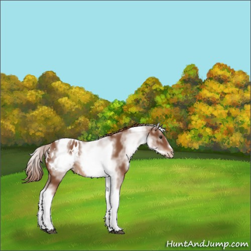 Horse Color:White Spotted Chestnut Tobiano Frame Appaloosa 