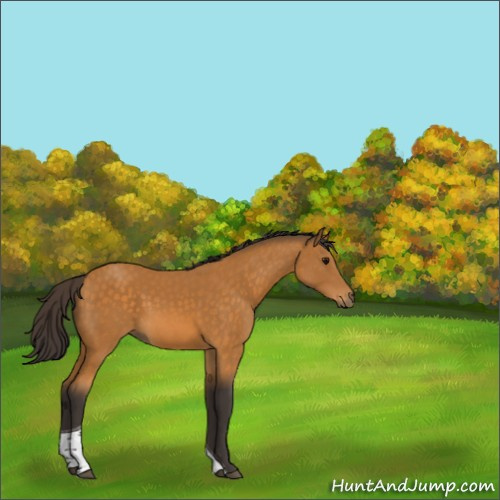 Horse Color:Buckskin Tobiano 