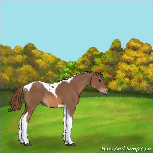 Horse Color:Chestnut Tobiano 