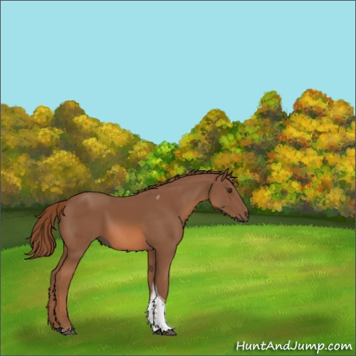 Horse Color:Chestnut Tobiano 