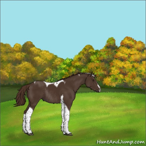 Horse Color:Liver Chestnut Tobiano Rabicano 