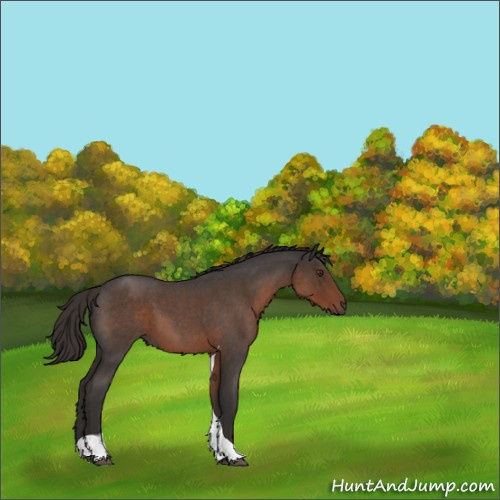 Horse Color:Liver Red Roan Tobiano 