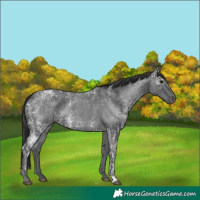 Horse Color:Blue Ice Roan  and Blue Ice Roan 