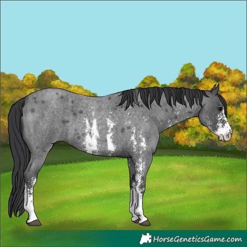 Horse Color:Blue Roan Sabino 
