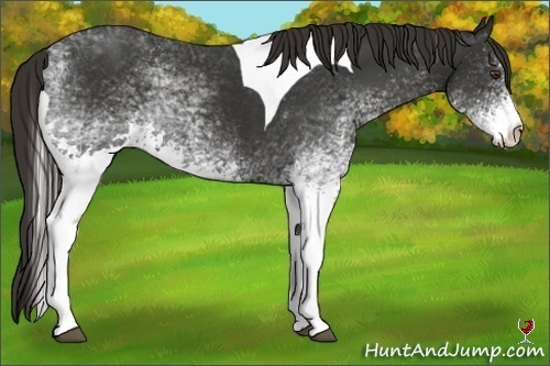 Horse Color:White Spotted Liver Chestnut Tobiano Frame