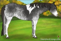 Horse Color:White Spotted Liver Chestnut Tobiano Frame 
