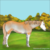 Horse Color:Watercolor Chocolate Palomino Onyx Splash 