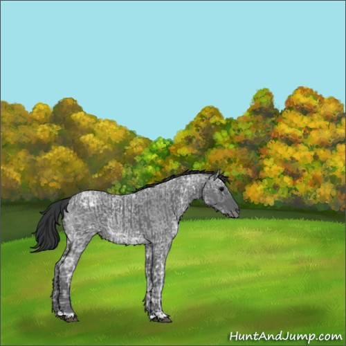 Horse Color:Blue Ice Roan  and Blue Ice Roan 