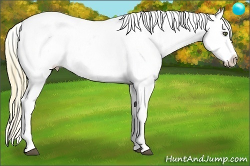 Horse Color:Liver Chestnut Pearl Appaloosa 