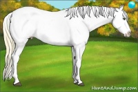 Horse Color:Liver Chestnut Pearl Appaloosa