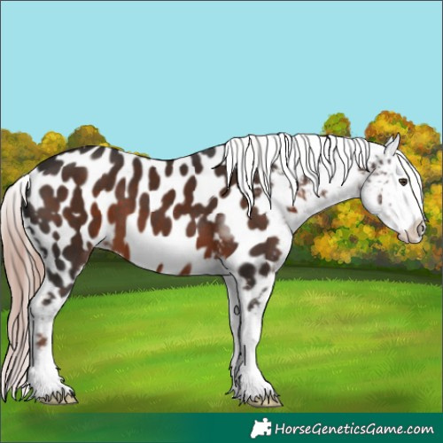 Horse Color:Liver Chestnut Sabino Tobiano Near Leopard 