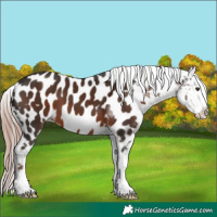 Horse Color:Liver Chestnut Sabino Tobiano Near Leopard 