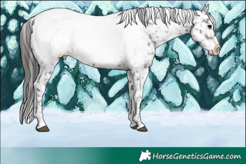 Horse Color:Brown Tobiano Near Fewspot Rabicano 