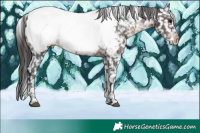 Horse Color:Brown Tobiano Appaloosa Rabicano