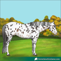 Horse Color:Brown Splash Tobiano Near Leopard 