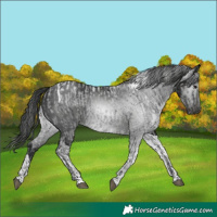 Horse Color:Blue Ice Roan and Gray Black Tobiano