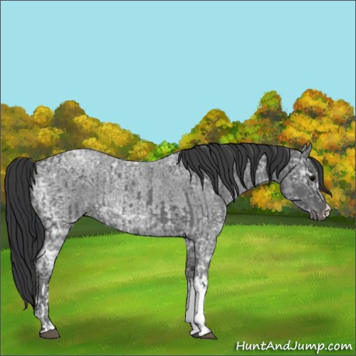 Horse Color:Blue Ice Roan  and Blue Ice Roan Rabicano 