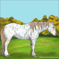 Horse Color:Liver Chestnut Ice Sabino Appaloosa 