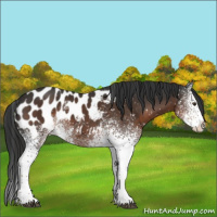 Horse Color:White Spotted Liver Chestnut Sabino Appaloosa 