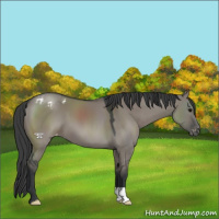 Horse Color:Grullo Appaloosa 