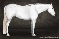 Horse Color:White Spotted Liver Red Roan Splash Appaloosa