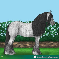 Horse Color:Blue Ice Roan  and Blue Ice Roan 