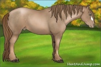 Horse Color:Liver Chestnut Pearl