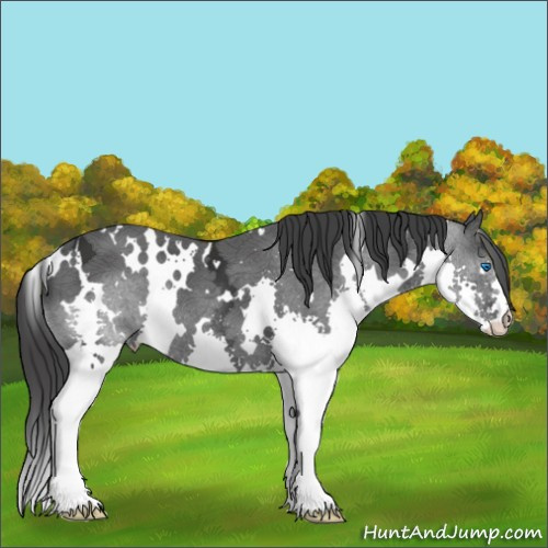 Horse Color:White Spotted Black Ice Splash