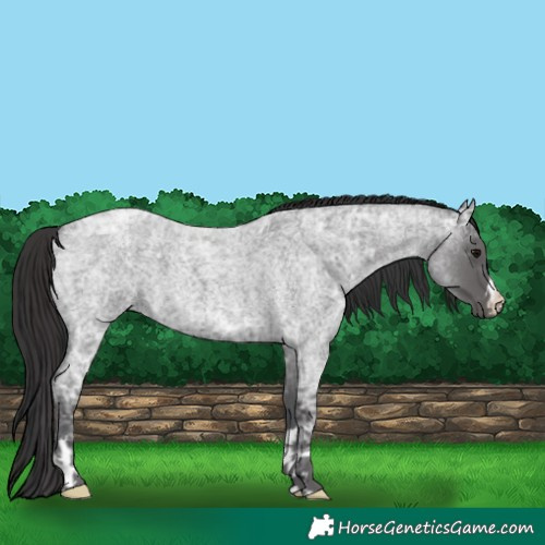Horse Color:Blue Ice Roan and Smoky Blue Ice Roan