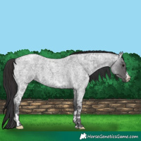 Horse Color:Blue Ice Roan  and Smoky Blue Ice Roan 