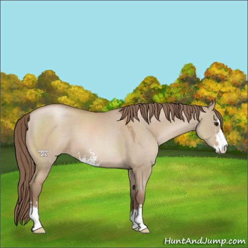 Horse Color:Grullo Pearl Sabino 